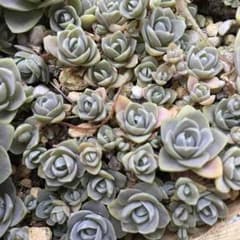 子持ち蓮華  子株10個のサムネイル