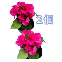 ブーゲンビリア 2個セット ピンクのサムネイル