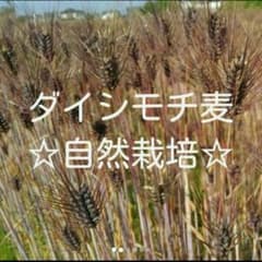 自然栽培　ダイシモチ麦500gのサムネイル