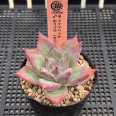 実生苗「アテマハック×ホリコロ」(セルフ) 自家受粉 多肉植物 - メルカリ