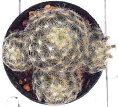 明星 マミラリア 抜き苗 根付き 多肉 サボテン 群生 - メルカリ