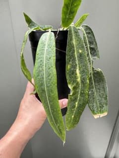 アンスリウム・パリディフローラム Anthurium Pallidiflorum - メルカリ