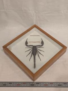 サソリ 昆虫標本 剥製 MALAYSIAN GIANT SCORPION - メルカリ