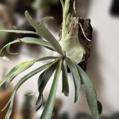 P.Veitchii Auburn River (tc)のサムネイル