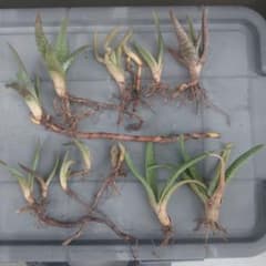 アロエ 抜き苗 複数セット 観葉植物のサムネイル