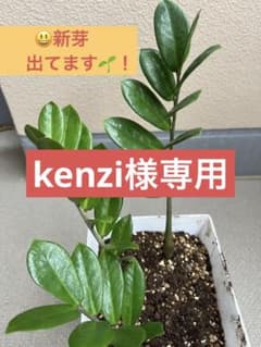 ザミオクルカス・ザミフォーリア・金銭樹 抜き苗　　新芽❗️③のサムネイル