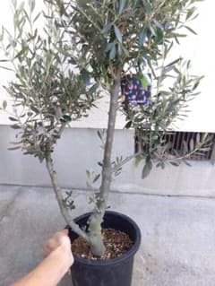 万年青 おもと 獅子 縞斑 5号陶器鉢つき 子株7株つき❗ ふ | Shop at