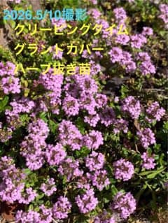 クリーピングタイム　ハーブ苗　ゆうパケットポストミニ　グランドカバー植物のサムネイル