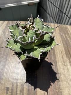 アガベ チタノタ 鉢植えのサムネイル
