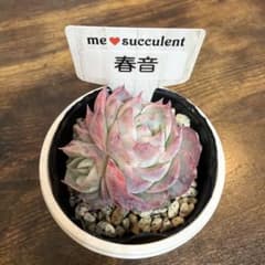 多肉植物 エケベリア me succulent 命名種 春音 多肉 実生 命名株 【春音】① - メルカリ