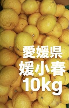 愛媛県産 媛小春 ひめこはる 柑橘 10kg - メルカリ