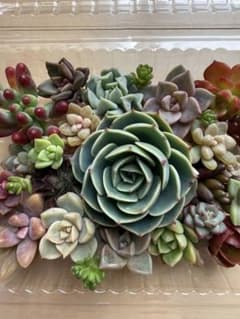 多肉植物✩.*˚七福神のちまちま寄せ植えセットのサムネイル