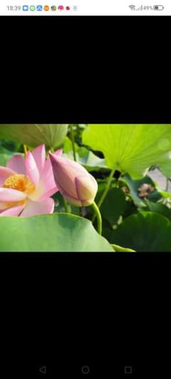 紅蓮系統 大型品種•原始蓮(げんしはす)の種３個の出品です 来年の発芽用 即決可のサムネイル