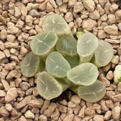 多肉植物 ハオルチア 白月万象錦 糊斑 - メルカリ