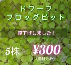 ★高品質★　ドワーフフロッグピット　5株のサムネイル