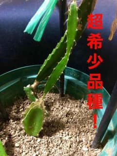 ドラゴンフルーツ　イエローピタヤ　苗のサムネイル