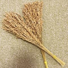 稲穂　ドライフラワー 50本のサムネイル