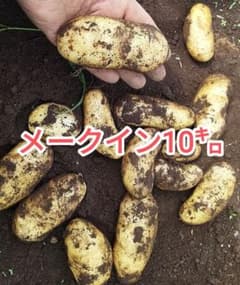 メークインジャガイモ 10キロ 中小　土付きのサムネイル