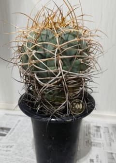 古株　サボテン　ギムノカリキウム　太刺光琳玉　実生 古株 サボテン ギムノカリキウム 太刺光琳玉 実生 - メルカリ