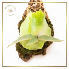 【美株・コルク仕立て】ビカクシダ ウィリンキー OMG（タグ付き）3 美株・コルク仕立て】ビカクシダ ウィリンキー OMG（タグ付き）5