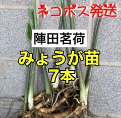 みょうが苗　7本　ブランド茗荷　抜き苗　ネコポス　地下茎　無農薬　【匿名配送】のサムネイル