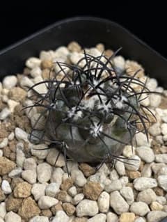 EMP コピアポア グリセオビオラセラ 実生 / 選抜個体 CT865 - メルカリ