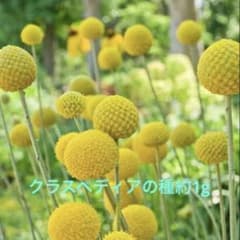 クラスペディアの種 （殻付き）約1gのサムネイル