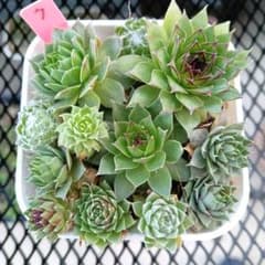 ette ジョルジェット センペルビウム 多肉植物 抜き苗 7 寄せ植え センペルビウム 抜き苗 カット苗 ￥500 - メルカリ