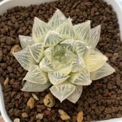 多肉植物 ハオルチア 氷天使糊斑 一品限り 多肉植物 ハオルチア 氷天使糊斑 一品限り - メルカリ