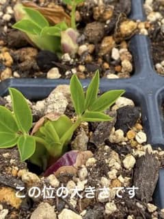 ぽっくん様専用です。のサムネイル