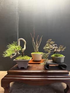 特別オークションミニ盆栽3鉢セット 黒松真柏紅葉 - メルカリ