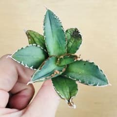 3J 狼人 TC アガベ チタノタ ウェアウルフ Agave Werewolf - メルカリ