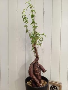 U598 超希少種発根済み 極太多脚！！メストクレマ ツベローサム 養生株