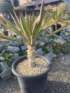 ユッカ グロリオサ アツバキミガヨラン 幹立ち - メルカリ