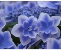 紫陽花コンペイトウ苗No.1紫陽花苗のサムネイル