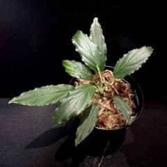 熱帯植物　‼️良い個体‼️LA便　ホマロメナ　“若蝦手x濡烏” 正規タグ付き ホマロメナ Homalomena vittifolia 