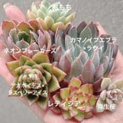 e.多肉植物✨カット苗セット☘️交配実生入り サービス品 - メルカリ