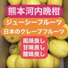 訳あり 熊本河内晩柑箱込み21キロ 〔柑橘〕熊本ジューシーフルーツ