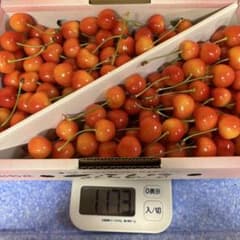 【紅秀峰最終出品】山形県産さくらんぼ 紅秀峰 着色薄めのサムネイル