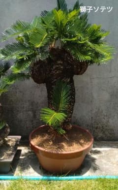 m59759759288_1.jpg?1750129227