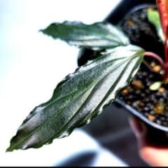 熱帯植物 PP便 ホマロメナsp.