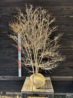 ドウダンツツジ/大株/ボリューム株【現品発送】管理70948 - メルカリ