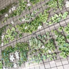 海外マスキングテープ 切り売り PET コラージュ ボタニカル 草 緑