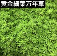 セダム　細葉万年草 ブログ版Olive&SucculentGarden | 黄色いセダム細葉黄金万年草 その他多肉植物