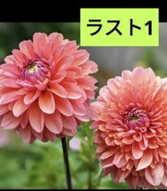 ラスト1になりました　ダリア球根のサムネイル