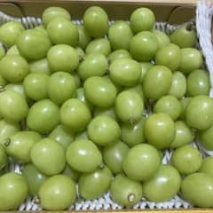 山梨県産　シャインマスカット粒訳あり　約kgのサムネイル