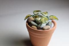 ミニチュア 観葉植物 鉢植え 黄色 アメリカンフラワー ディップアートのサムネイル