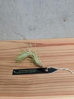チランジア フンキアナTillandsia funckiana エアプランツ①のサムネイル