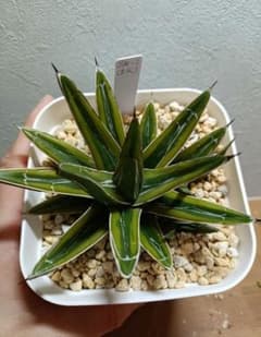 SN-2 SN2 吉永 笹の雪 黄覆輪 アガベ 子株 ラスト1株 速達 - メルカリ