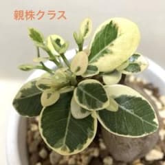 親株クラス】パンダ ガジュマル 斑入り 接木株 5号 - メルカリ